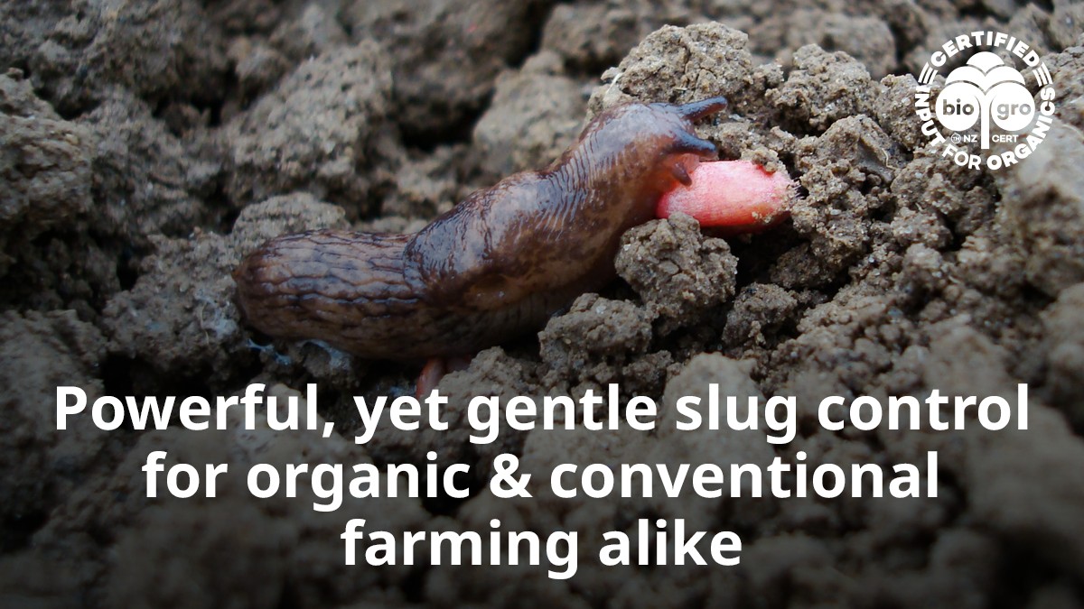 Citronová kůra v záhradě: špinavý trik proti slimákům, který funguje okamžitě - image 1