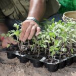 Co agronomi vědí o správném čase na přesazování zeleniny