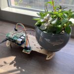 Co kvetináři nemluví: Proč je třeba rostliny otáčet každý týden