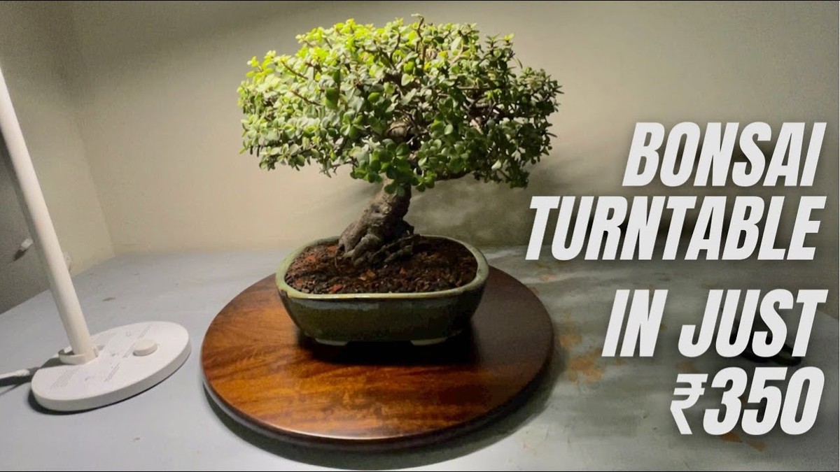 Co kvetináři nemluví: Proč je třeba rostliny otáčet každý týden - image 2