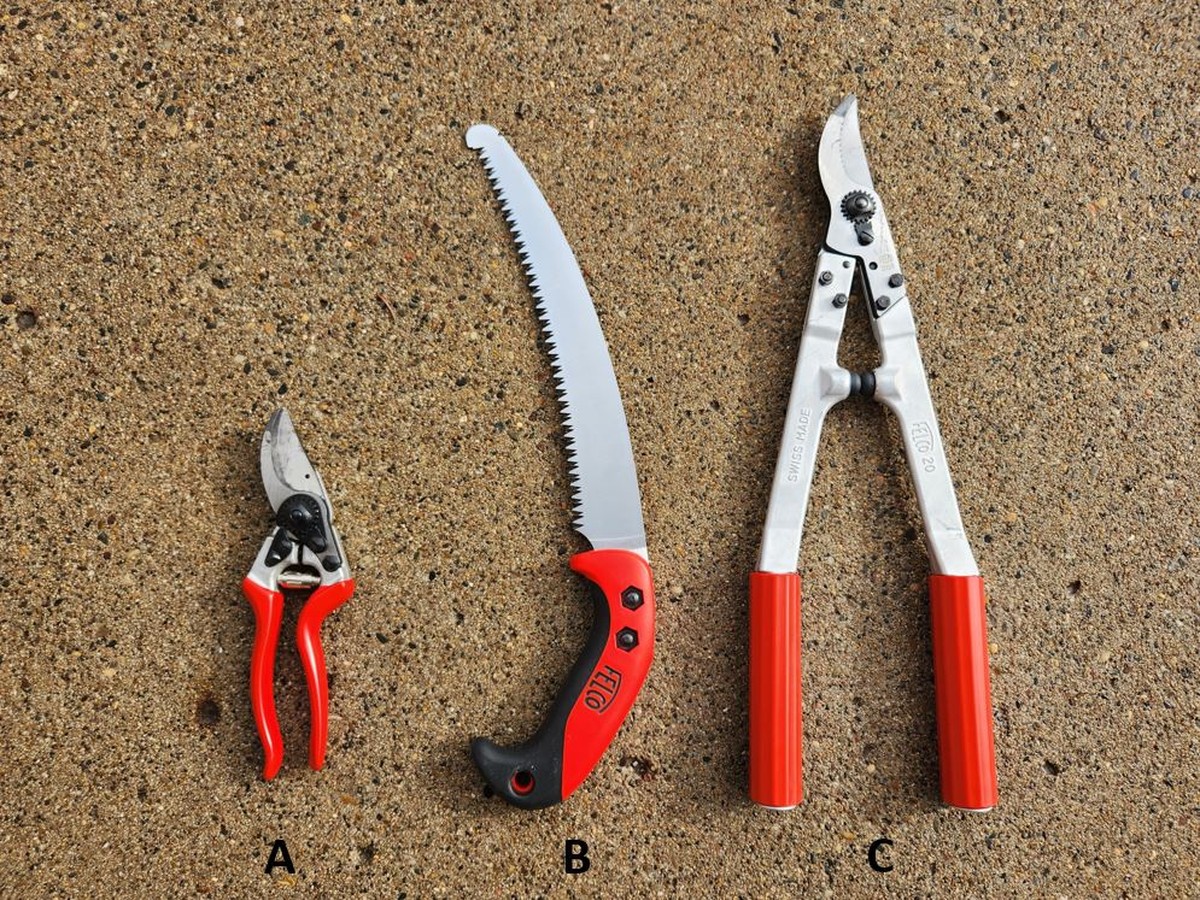 Co prozradil starý vinař: kdy přesně řezat vinnou révu - image 1