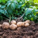 Co říkají zemědělci o správném času na sazení brambor v Čechách