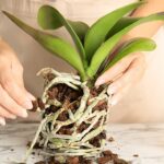 Co vám květinář nechce říci o léčbě orchidejí