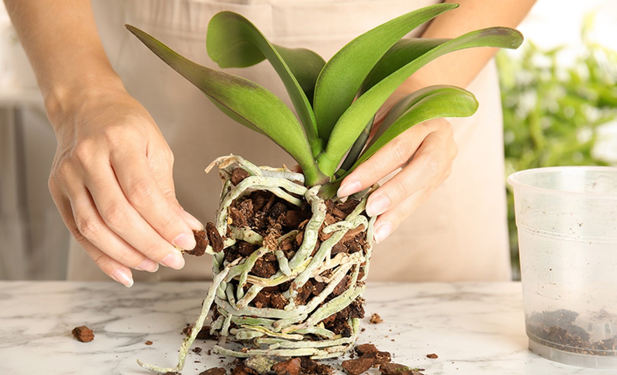 Co vám květinář nechce říci o léčbě orchidejí