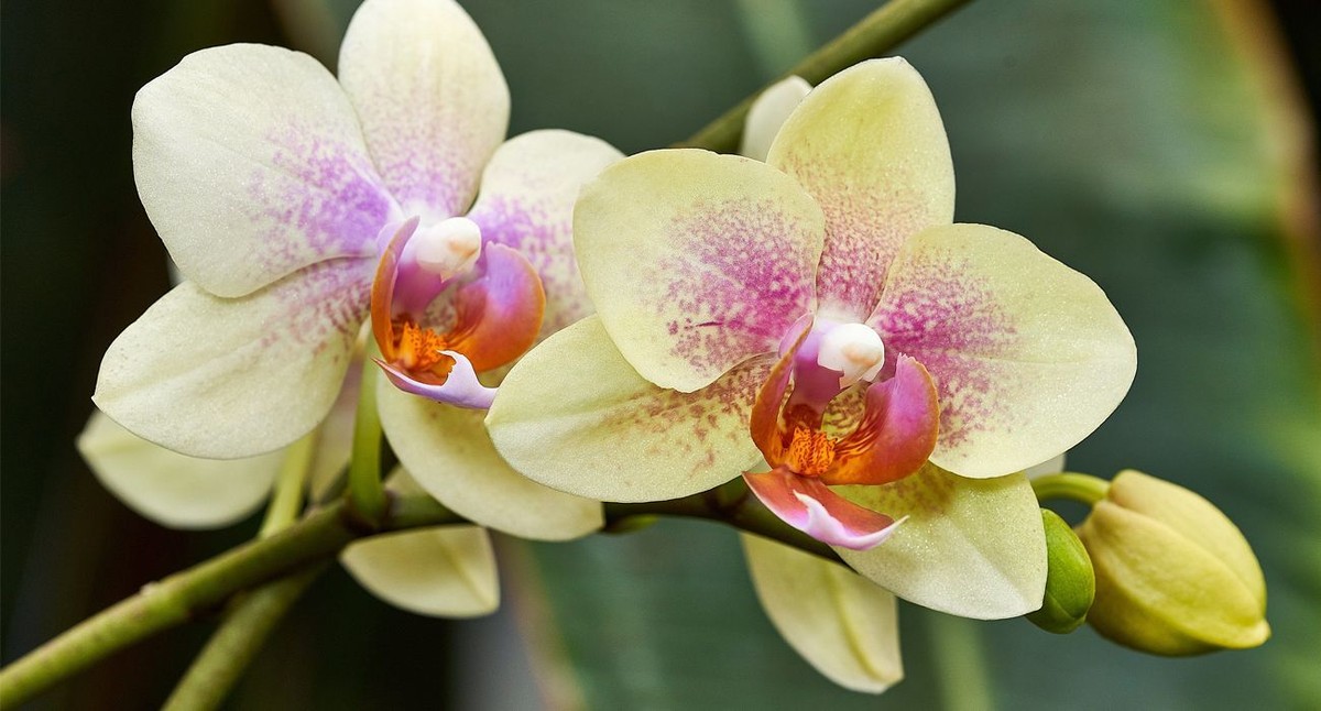Co vám květinář nechce říci o léčbě orchidejí - image 1