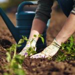 Co vám zahradníci nikdy nepoví o přesazování rostlin v květnu