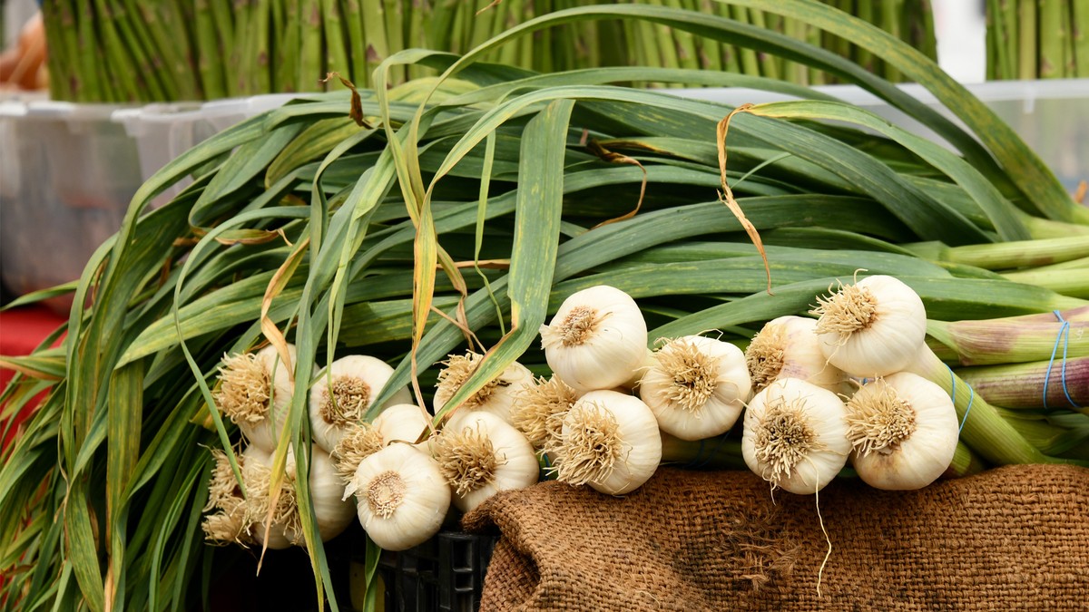 Co vám zemědělec nikdy neřekne: kdy skutečně zasévat česnek - image 1