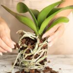 Co vratnický zahradníci nedoporučují začátečníkům: 3 rostliny které selhávají pokaždé