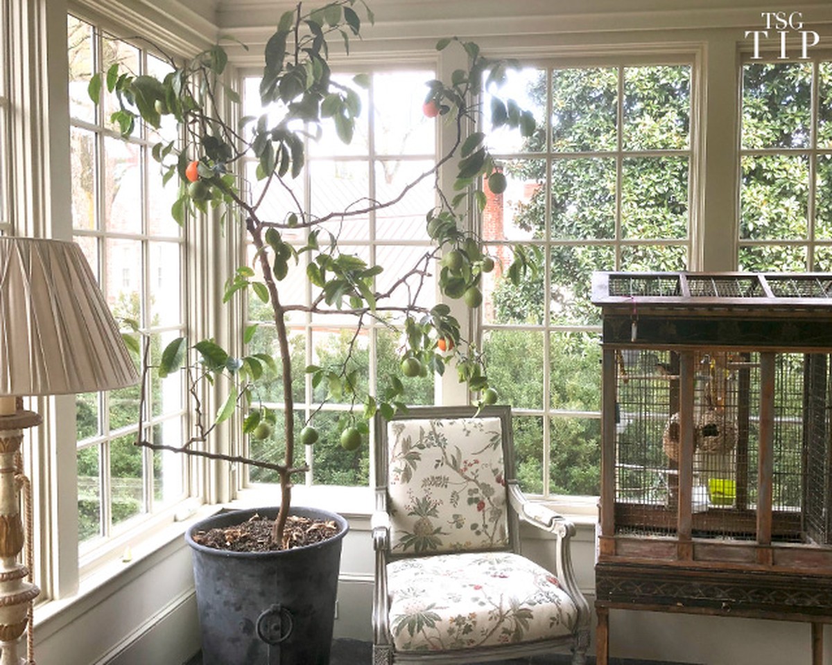 Co vratnický zahradníci nedoporučují začátečníkům: 3 rostliny které selhávají pokaždé - image 1