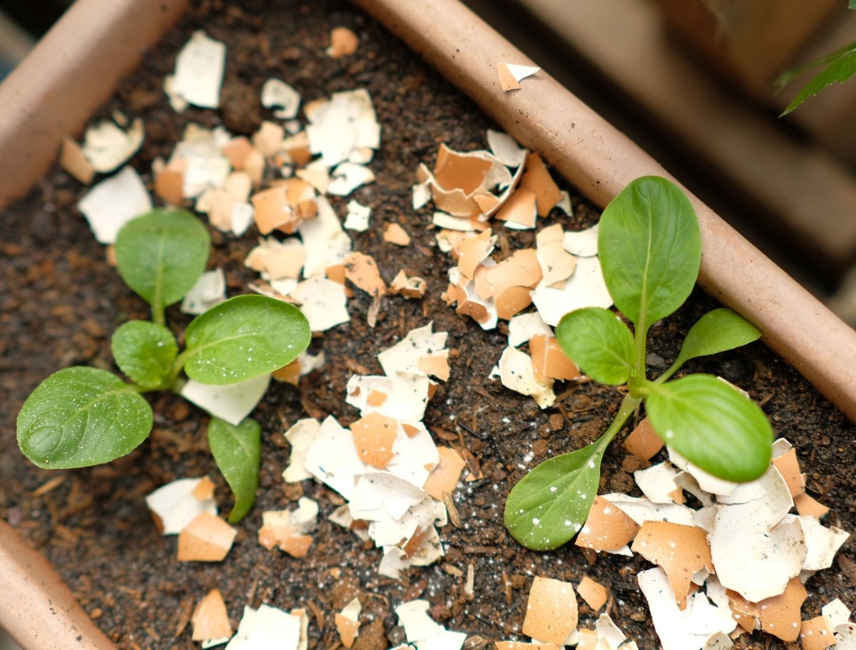 Eggshells rozrušené v půdě: co vám skrývají hortikulturisté o vápníku - image 1