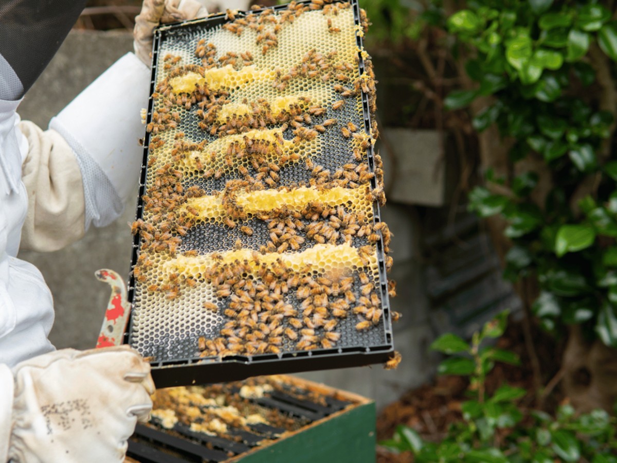 Hliníková fólie pod medonoskou: proč včely zbožňují tento trik - image 2