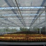 Hliníková fólie za rostlinami: Proč zahradníci ušetří až 40% při ogřevu skleníku