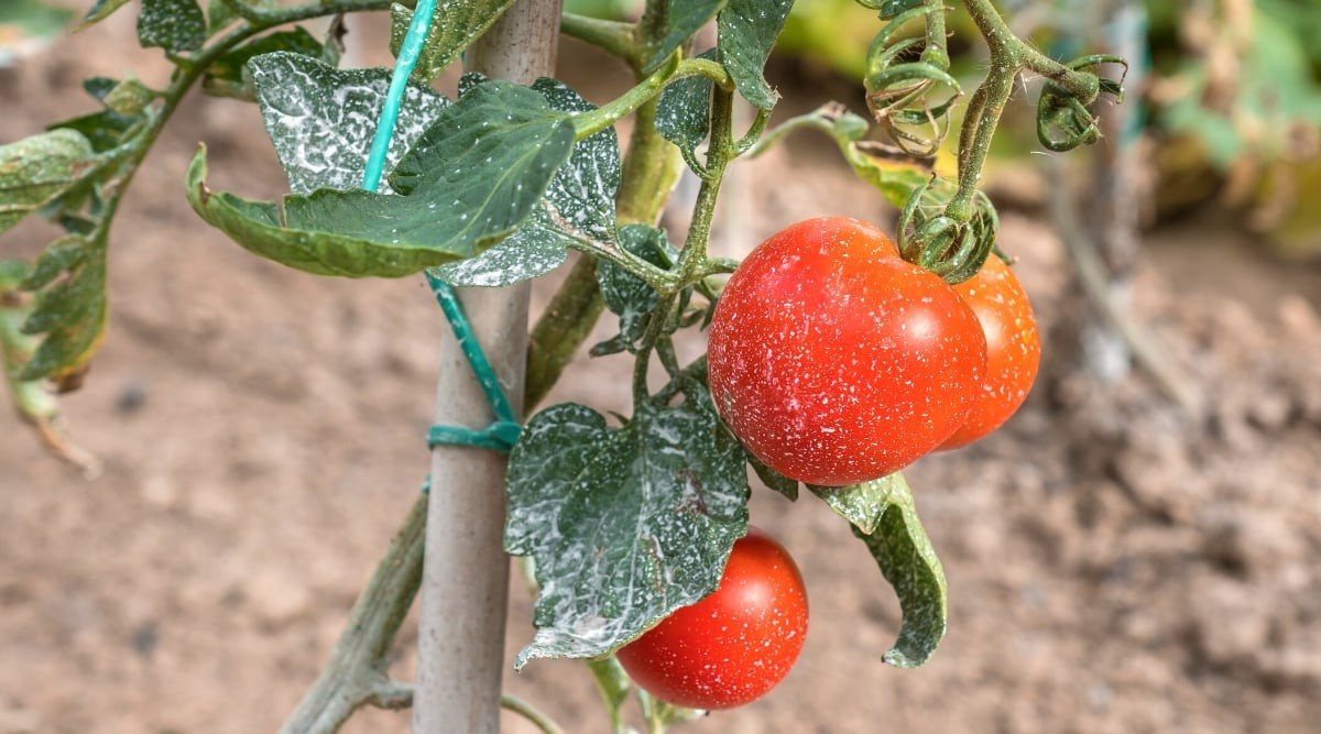 Jíl a mýdlo na listech rajčat. Jak se zbavit plísně za 50 korun - image 1