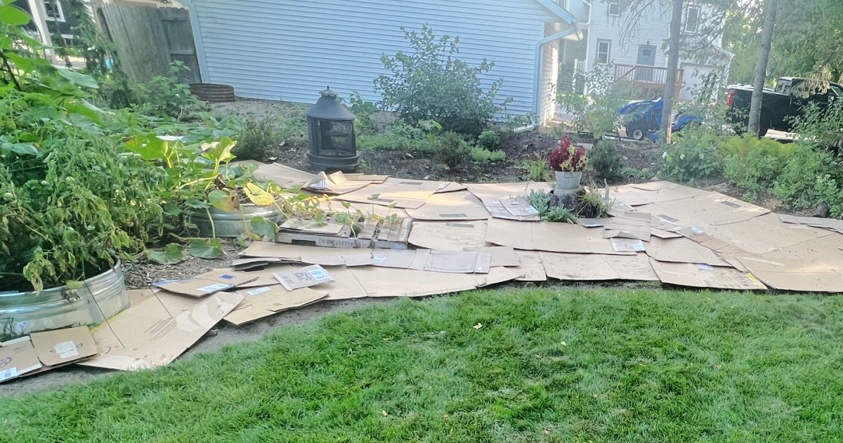 Kartónové krabice pod mulč: levný trik proti plevelům, který funguje měsíce - image 1