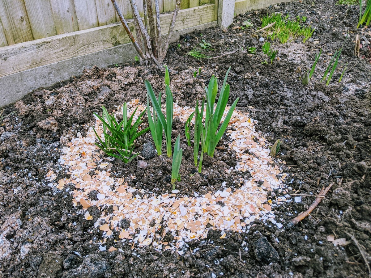 Kávová gáza na záhradě: přirozený štít proti slimákům bez chemie - image 1