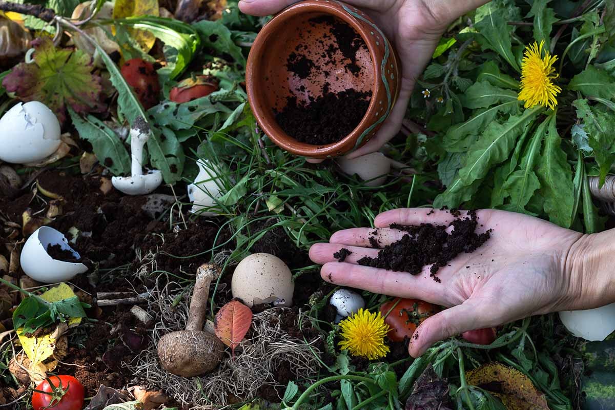 Kávové slupky v půdě? Proč zahradníci říkají, že zvyšují úrodu o 40 procent - image 2
