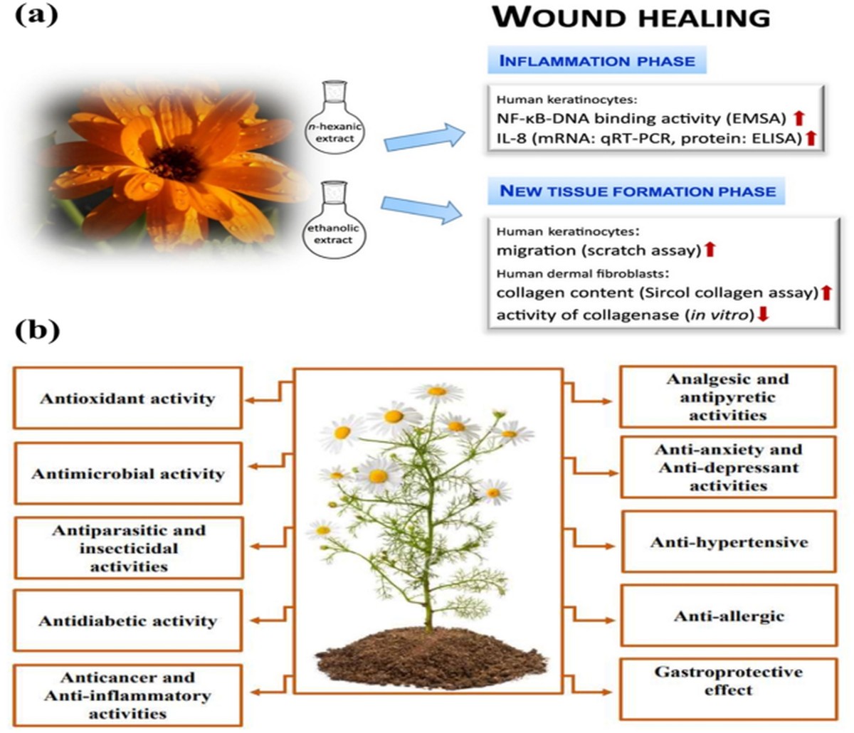 Kávový filtr místo obinadla: odhalte, proč zahradníci střídají své postupy - image 2