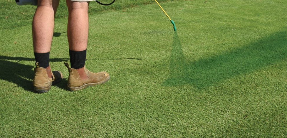 Kávový filtr místo trávníkového semene? Proč zahradníci skrývají tento trik - image 2