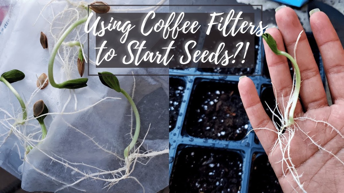 Kávový filtr na semínka: proč jej zahradníci skrývají před sousedy