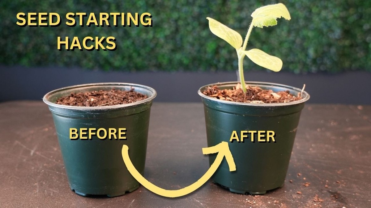 Kávový filtr na semínka: výsadba bez špinavých rukou a bez nákupu pomůcek - image 1