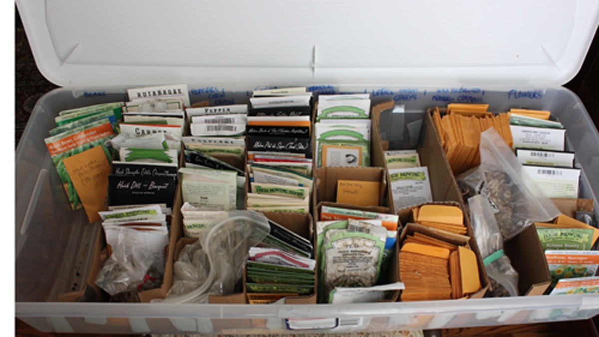 Kávový filtr na semínka: proč jej zahradníci skrývají před sousedy - image 1