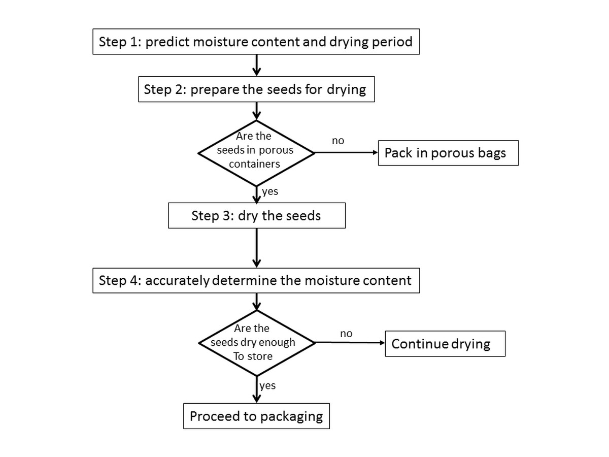 Kávový filtr na semínka: proč jej zahradníci skrývají před sousedy - image 2