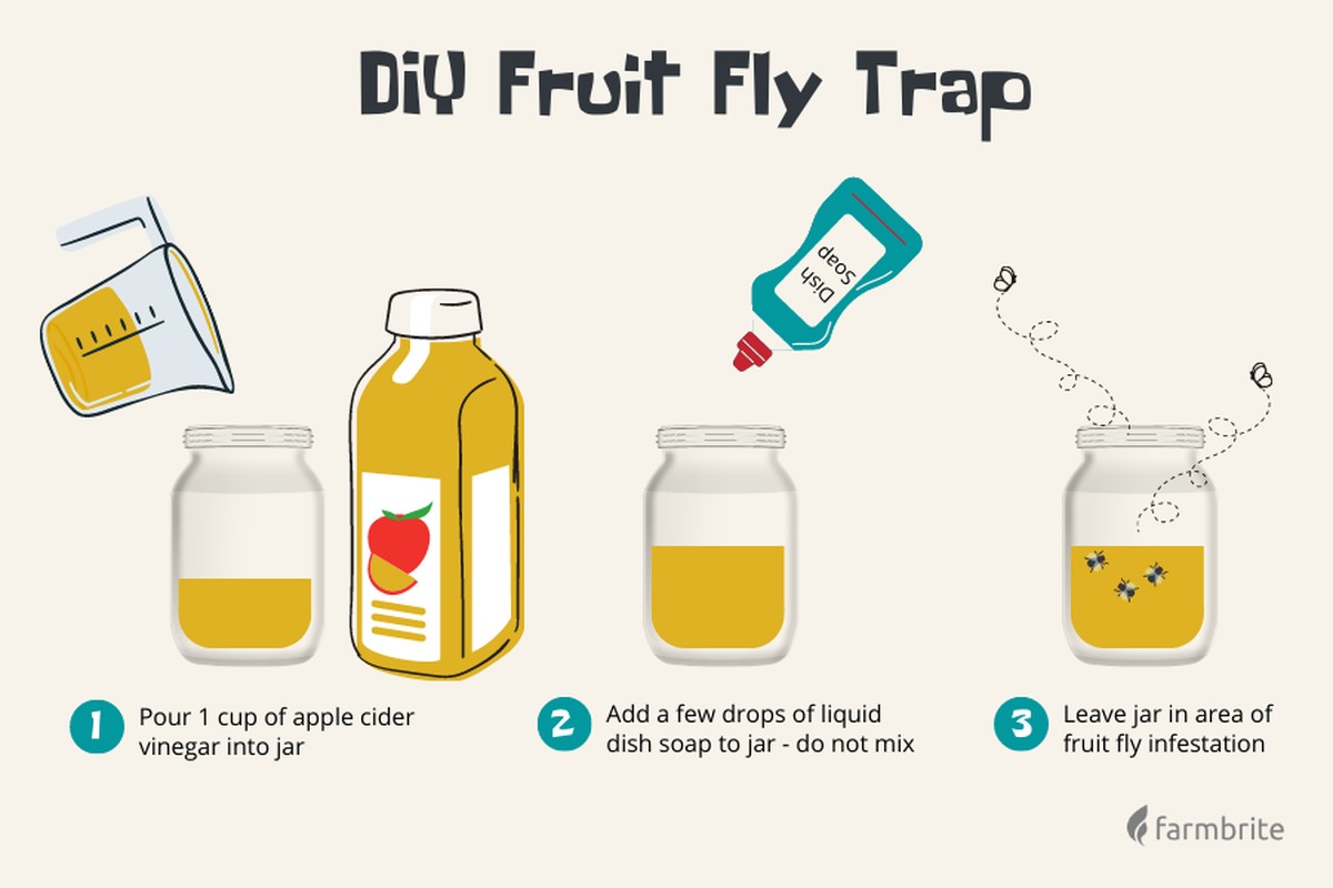 Kávový filtr v půdě: trik, kterým se zbavíte mouchylek jednou provždy - image 2