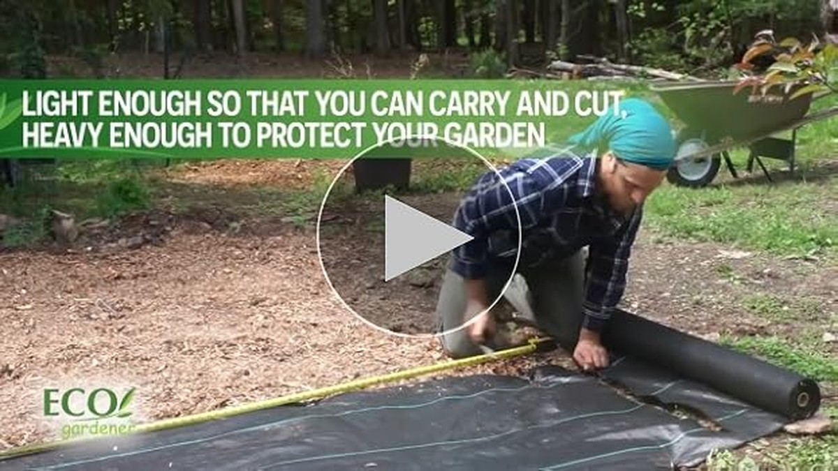 Kávový filtr v zahradě? Trik proti plení, který funguje lépe než chemie - image 2