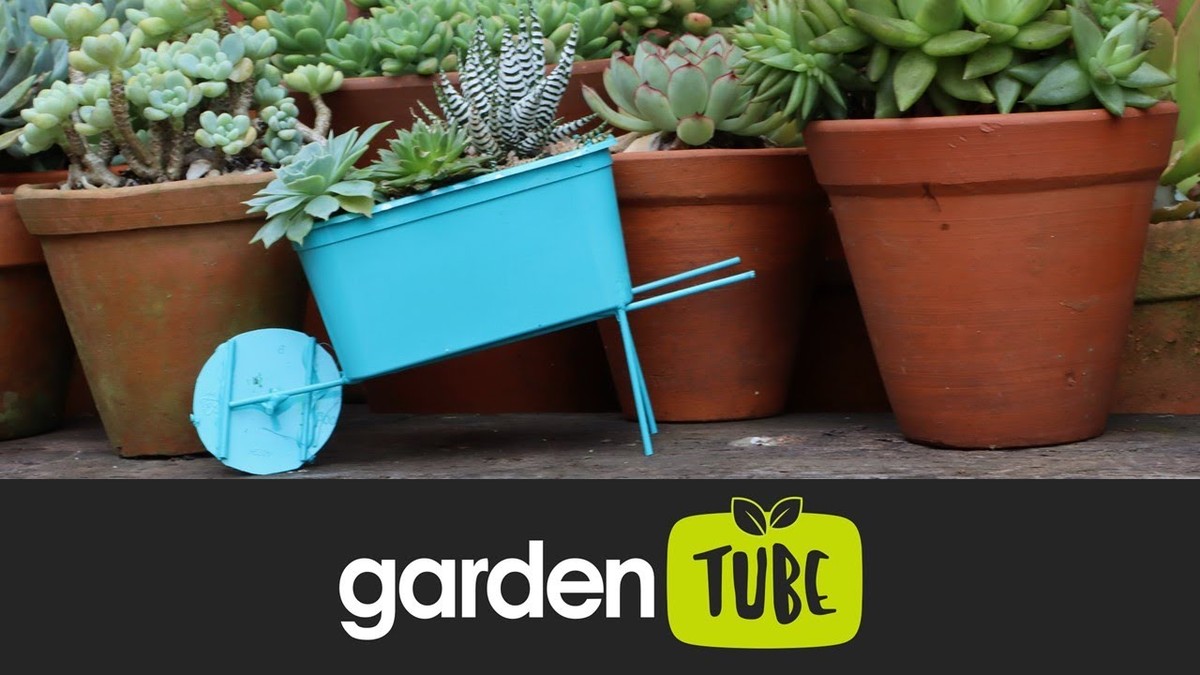 Krabička od másla jako mini květináč? Záhradáři ji používají na každé stanoviště