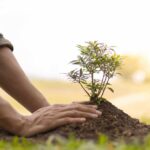 Krajináři prozradili: proč je září ideální měsíc pro vysázení stromů