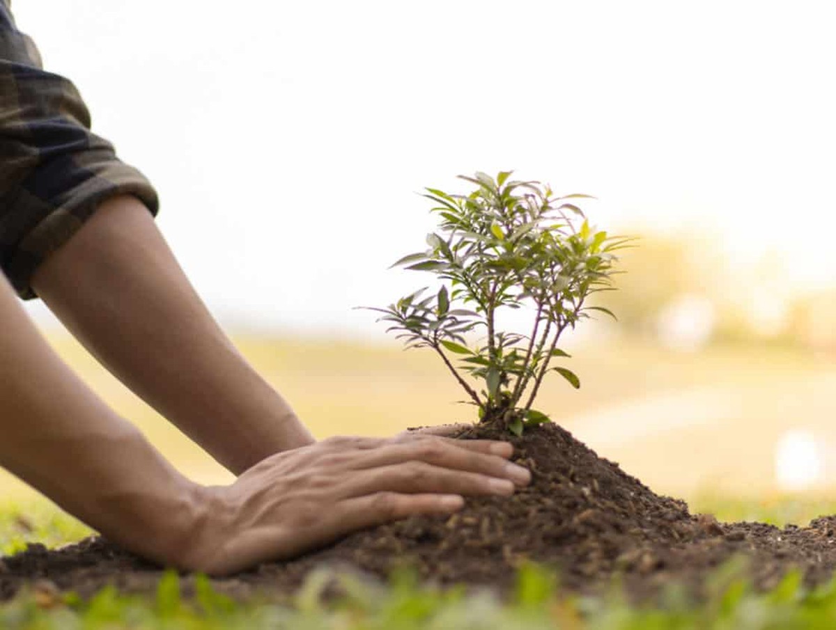 Krajináři prozradili: proč je září ideální měsíc pro vysázení stromů