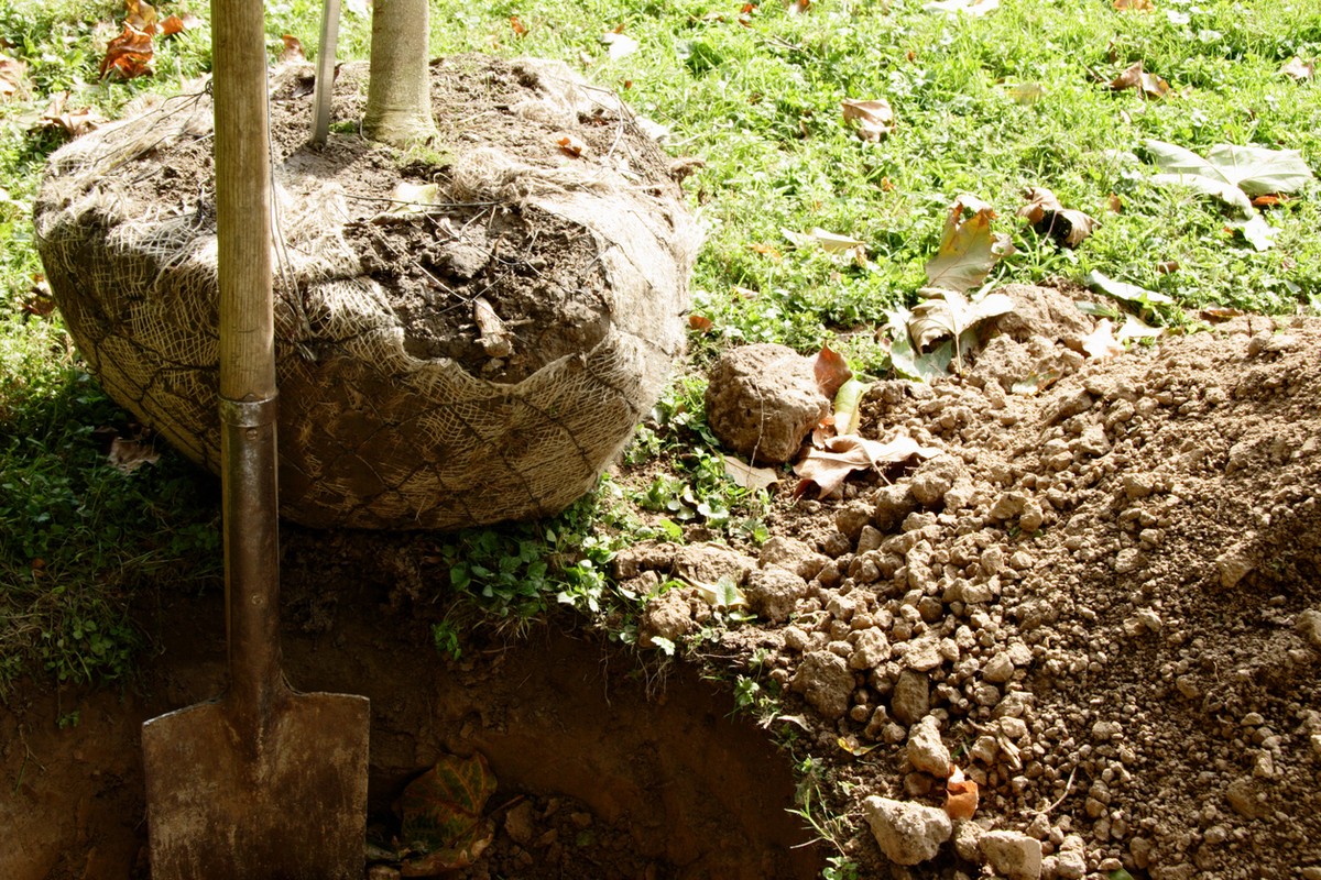 Krajináři prozradili: proč je září ideální měsíc pro vysázení stromů - image 1