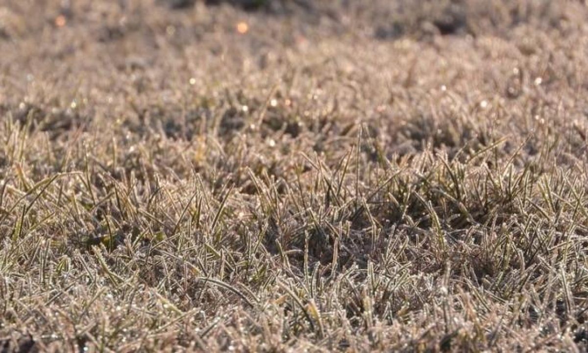 Krajináři vědí: Který původní druh trávy nezvládne ani sucho - image 2