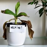 Květináři prozradili: tři věci, které zabíjejí květiny okamžitě