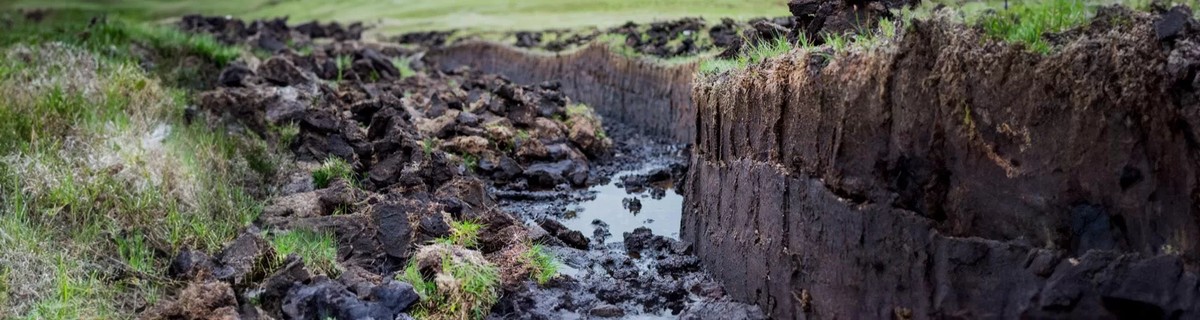 Květináři prozrazují: kterou půdu nikdy nekupovat v supermarketu - image 2