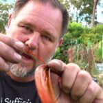 Měděný drát na paradajkách – proč to funguje lépe než pesticidy