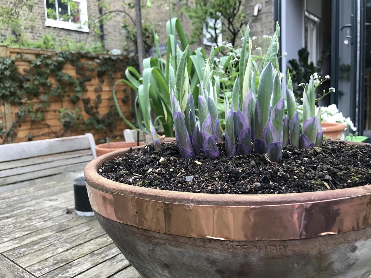 Měděný drát na paradajkách – proč to funguje lépe než pesticidy - image 1