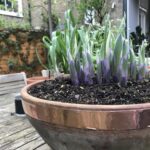 Měď pod květináči: jednoduché řešení proti slimákům, které funguje měsíce