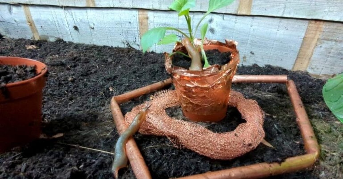 Měď pod květináči: jednoduché řešení proti slimákům, které funguje měsíce - image 2