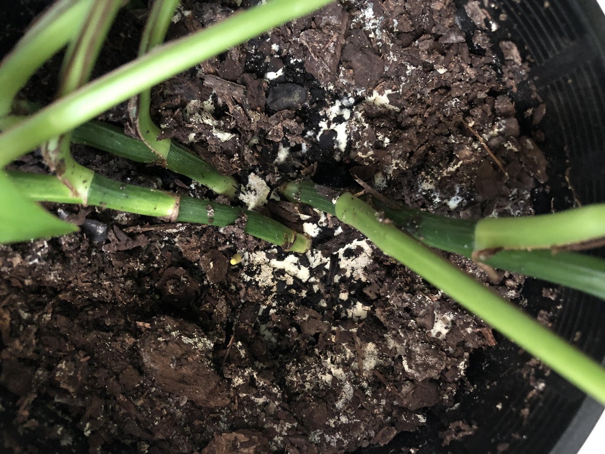 Mořská sůl v květináči? Jednoduchý trik proti plísním v půdě - image 1