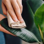 Mycí prostředek na listy? Zahradníci vám to tajili celá léta