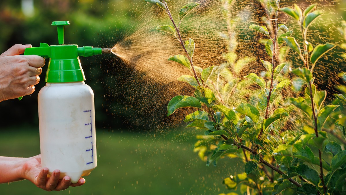 Mýdlová voda místo pesticidů: jednoduchá směs, která zničí škůdce - image 2