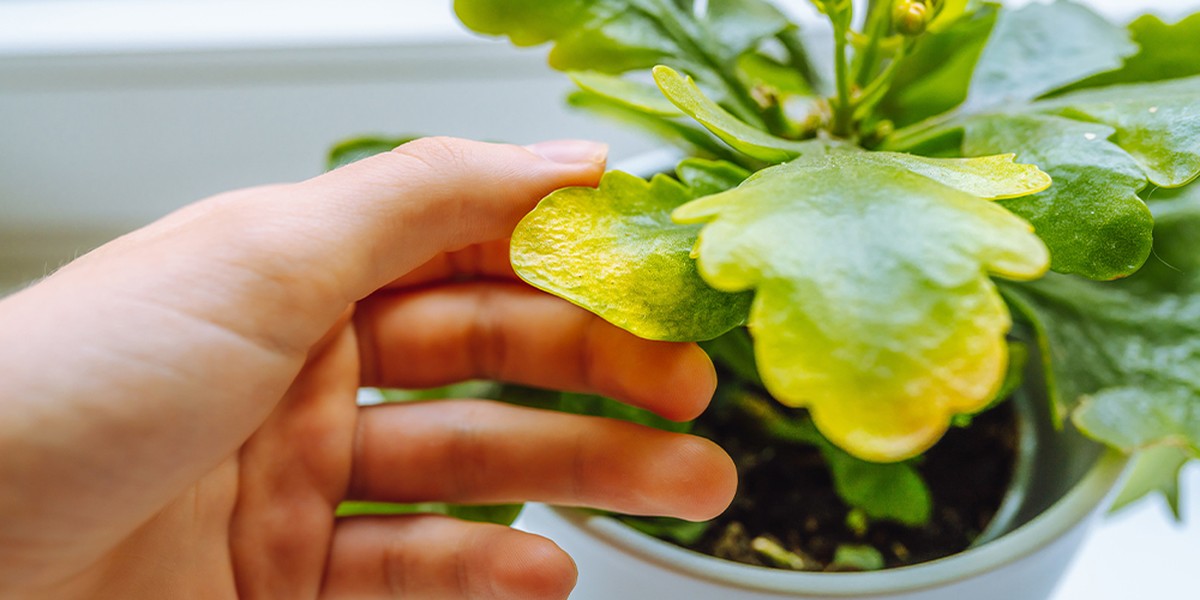 Mýdlový roztok na listy zelí? Jak zničit mšice bez chemie za 20 korun - image 1