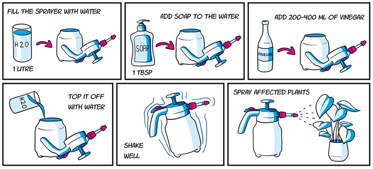 Ocet na listy: jednoduché řešení proti mšicím bez chemie