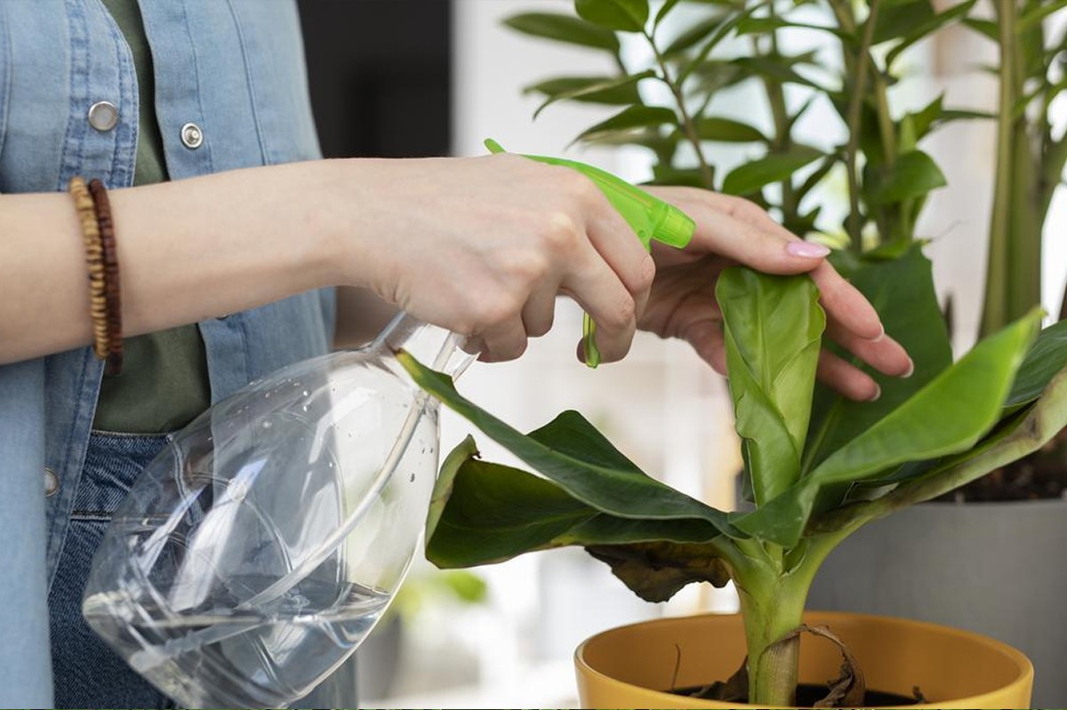 Ocet v zalévací vodě: jak se zbavit hmyzu bez chemie - image 2