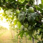 Olej z avokáda namísto drahých preparátů na listy: skvělá alternativa pro vaši zahradu