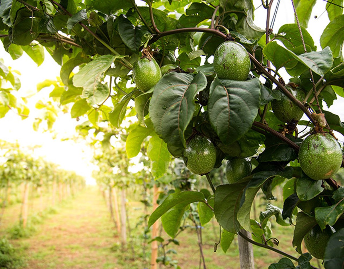 Olej z avokáda namísto drahých preparátů na listy: skvělá alternativa pro vaši zahradu