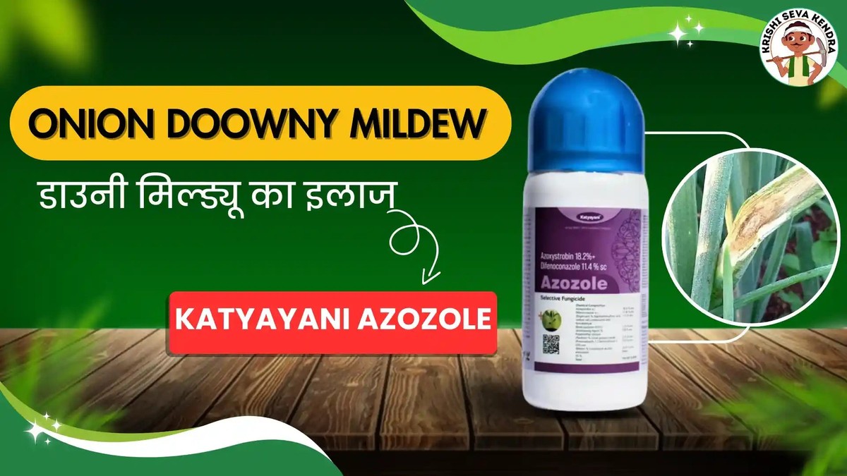 Pálená cibule jako přirozený fungicid pro okurky a meloun