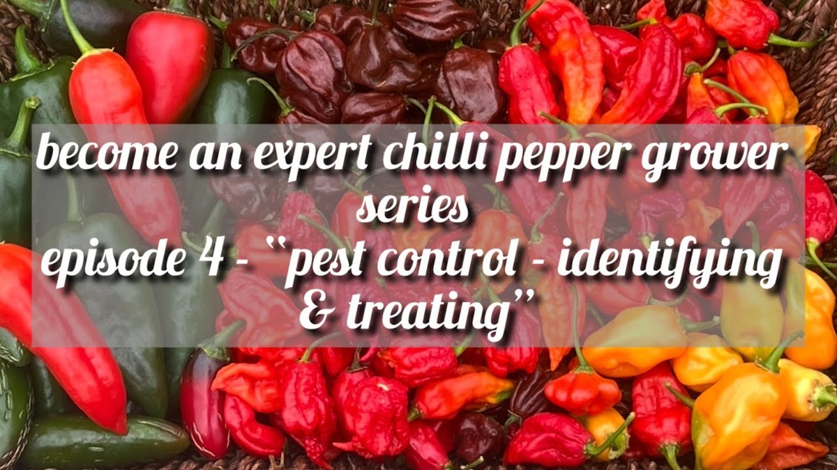 Pálivý pepř namísto pesticidů: Chemicky nejlevnější zbraň proti hmyzu - image 2