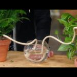 Papírová utěrka v květináči? Trik, který vám ušetří litry při zalévání